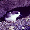 Hawaiian Petrel
